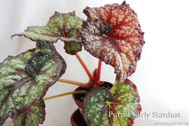 B. ‘Purple Curly Star Dust’